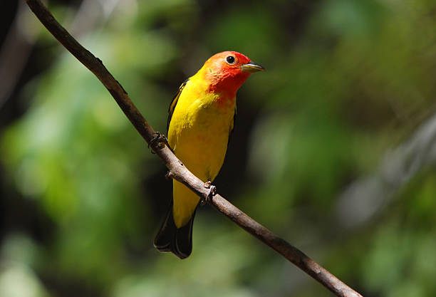 Western Tanager "A male Western Tanager.  Madera Canyon, Arizona" piranga ludoviciana stock pictures, royalty-free photos & images