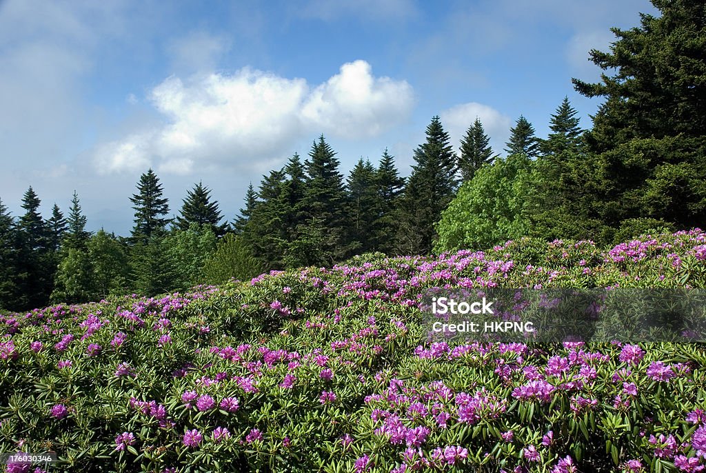 Rhododendron Blumen In voller Blüte stehen, spaziert Roan Mountain Horizontal - Lizenzfrei Appalachen-Wanderweg Stock-Foto