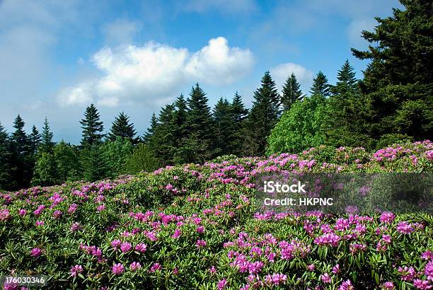 Rhododendron Blumen In Voller Blüte Stehen Spaziert Roan Mountain Horizontal Stockfoto und mehr Bilder von Appalachen-Wanderweg