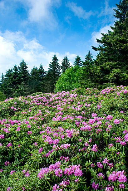 istock Rhododendron Flowers In Full Bloom, Roan Mountain 176030347