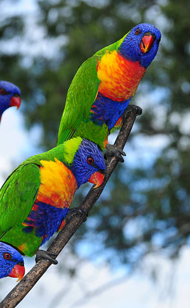 istock Rainbow Lorikeet in Sydney Australia 176030356