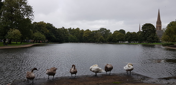 View of geese standing on wet concrete at Queens's Park, Glasgow Scotland UK