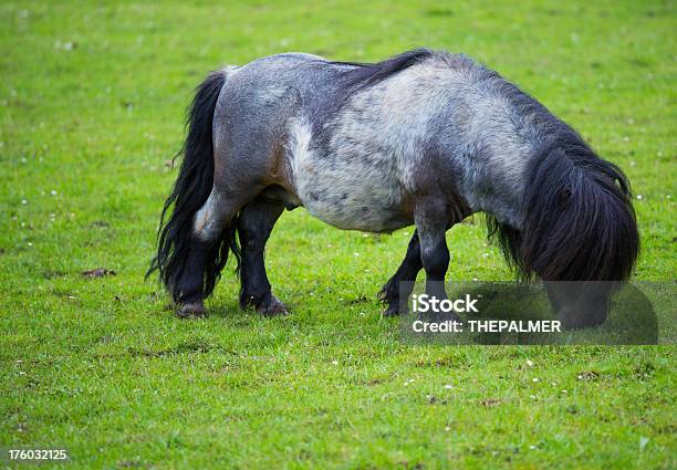 Foto de Pônei Das Ilhas Shetland e mais fotos de stock de Cavalo - Família do cavalo - Cavalo - Família do cavalo, Cercado, Exterior