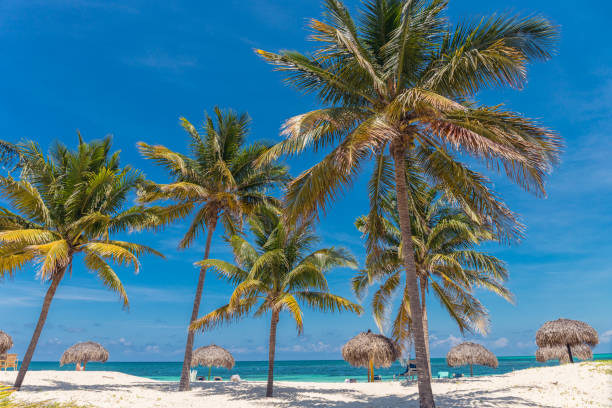 Palms on the beach  - Cayo Levisa, Cuba stock photo