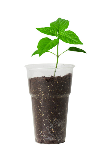 Green sprout (pepper) growing in a transparent plastic cup. Isolated on a white background.