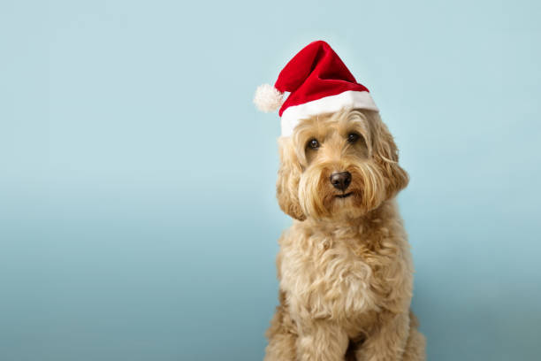 istock Cute dog wearing a santa hat 1760351376