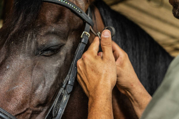 istock Close-up of a man putting a saddle on a horse 1760355186