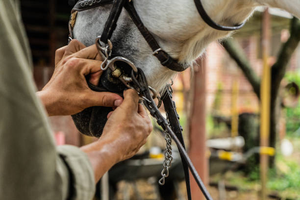istock Close-up of a man putting a saddle on a horse 1760355194