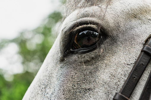 Portrait of a gray horse, close-up eye with reflection in it.