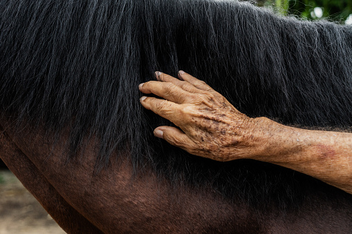 Close-up of a senior man petting a horse outdoors