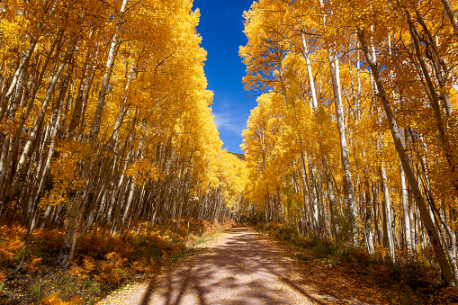 A winding dirt road through a forest of autumn Aspen trees at peak fall color near Telluride, Colorado.