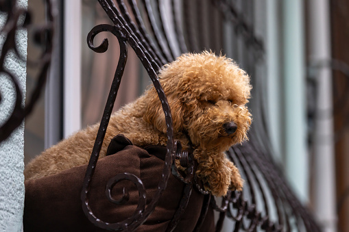 Poodle is sitting at the window of the house looking at the street.