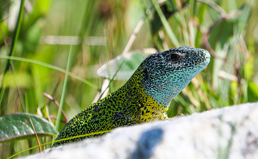Iberian emerald lizard, colorful lizard endemic to the Iberian Peninsula