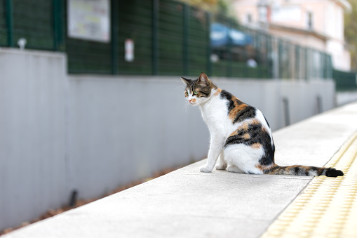 Multi colored stray cat is sitting on the ground at train station.