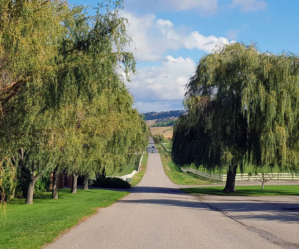 Beautiful rural scenic . Country road lined with huge willow trees and white ranchland fences.  Cloudscape and blue sky.