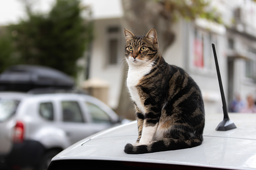 Tabby stray cat is sitting on car from street of Istanbul.