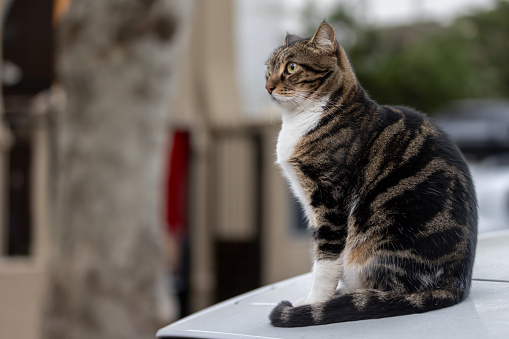 Tabby stray cat is sitting on car from street of Istanbul.