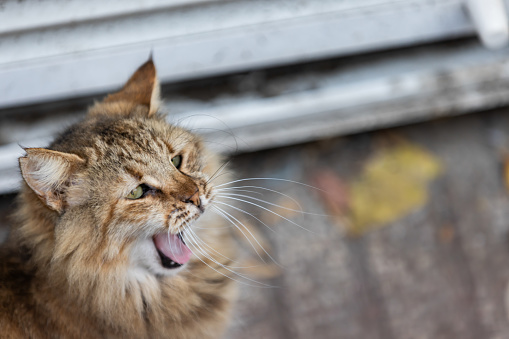 Tabby stray cat is yawning on the street.