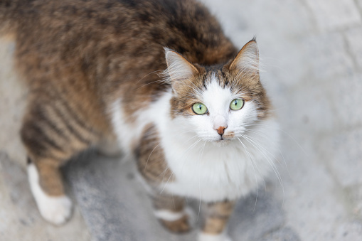 Studio portrait of adorable cat looking at camera with suspicious expression. Close-up angry cat lying down on the white table.