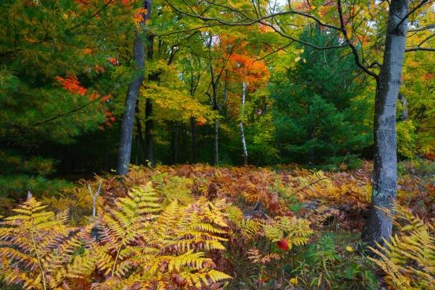 スリーピングベア砂丘国立湖岸、ミシガン州 - leelanau county ストックフォトと画像