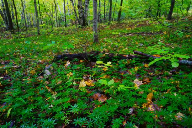 дюны спящего медведя, национальный берег озера, мичиган - leelanau county стоковые фото и изображения