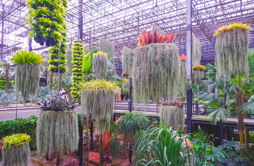 Group of colorful Spanish Moss and Bromeliad plants in hanging ornamental flower pots in beautiful sky garden of Nong Nooch tropical garden at Pattaya, Thailand