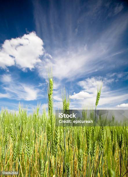 Grüne Planet Stockfoto und mehr Bilder von Agrarbetrieb - Agrarbetrieb, Bundesstaat Washington, Ernten