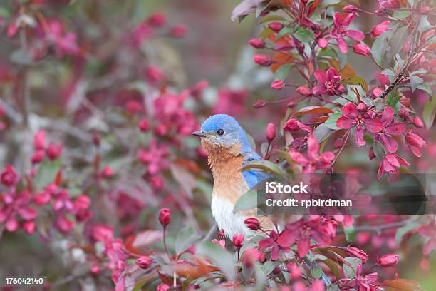 Bluebird Foto de stock y más banco de imágenes de Animal - Animal, Azul, Azulejo - Pájaro