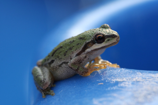 A close up shot of a frog.
