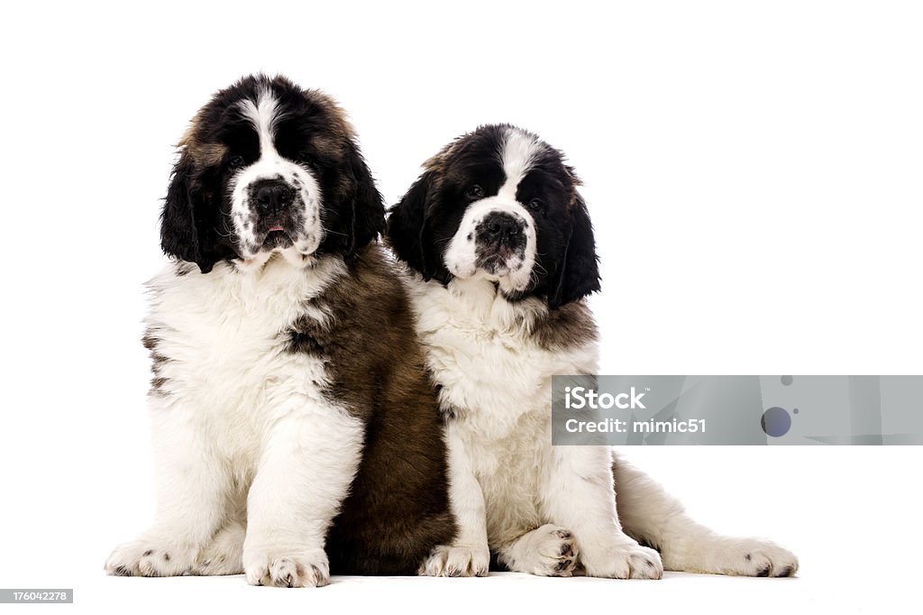Dois St. Bernard puppies isolada no branco - Foto de stock de Animal royalty-free