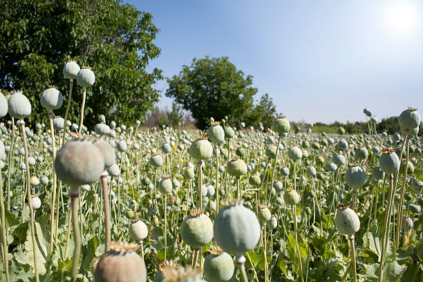 hashish Hashish plant in outdoor garden. Agriculture image. opium poppy photos stock pictures, royalty-free photos & images