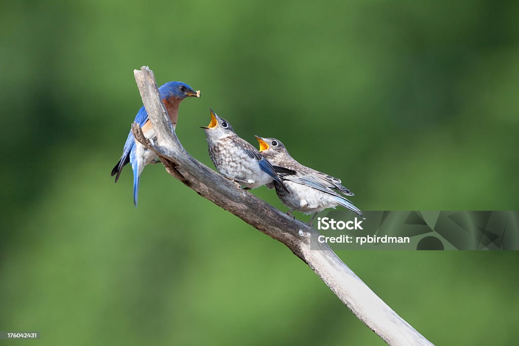 Pássaros azuis - Foto de stock de Animal royalty-free
