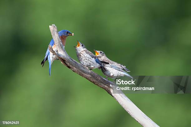 Foto de Pássaros Azuis e mais fotos de stock de Animal - Animal, Azul, Fauna Silvestre