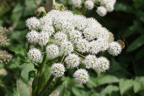 weiße blume von wild angelica sylvestris - angelica sylvestris stock-fotos und bilder