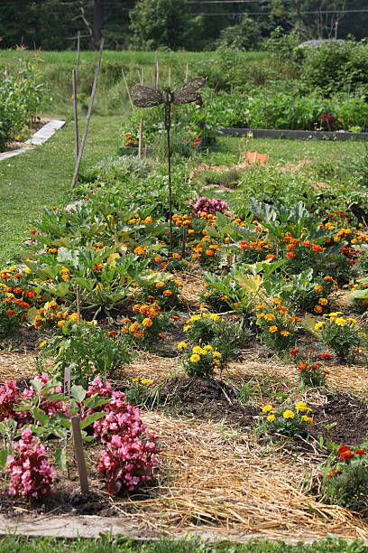 children's learning le jardin - garden path new hampshire annual new england photos et images de collection