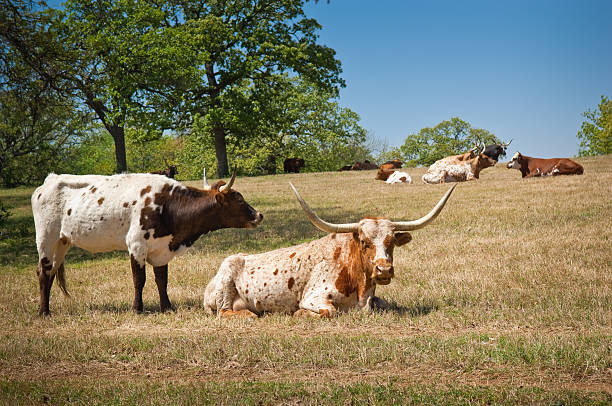 istock Longhorn Cow and Calf 176042499