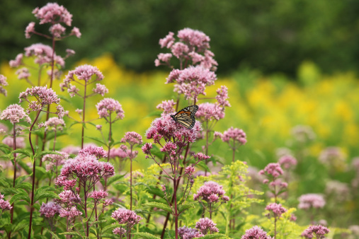Monarch butterfly is in the center of this colorful landscape made up of  pink flowering Milkweed and Goldenrod.