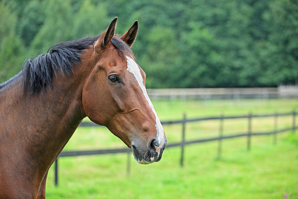 istock Happy horse in the paddock 176042595