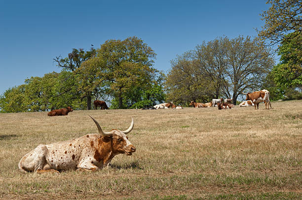 istock Longhorn Cow with Herd Two 176042633