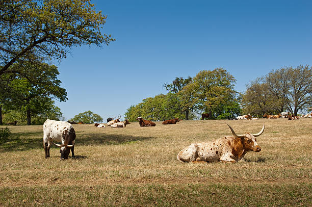 istock Longhorn Cown and Calf with Herd 176042659