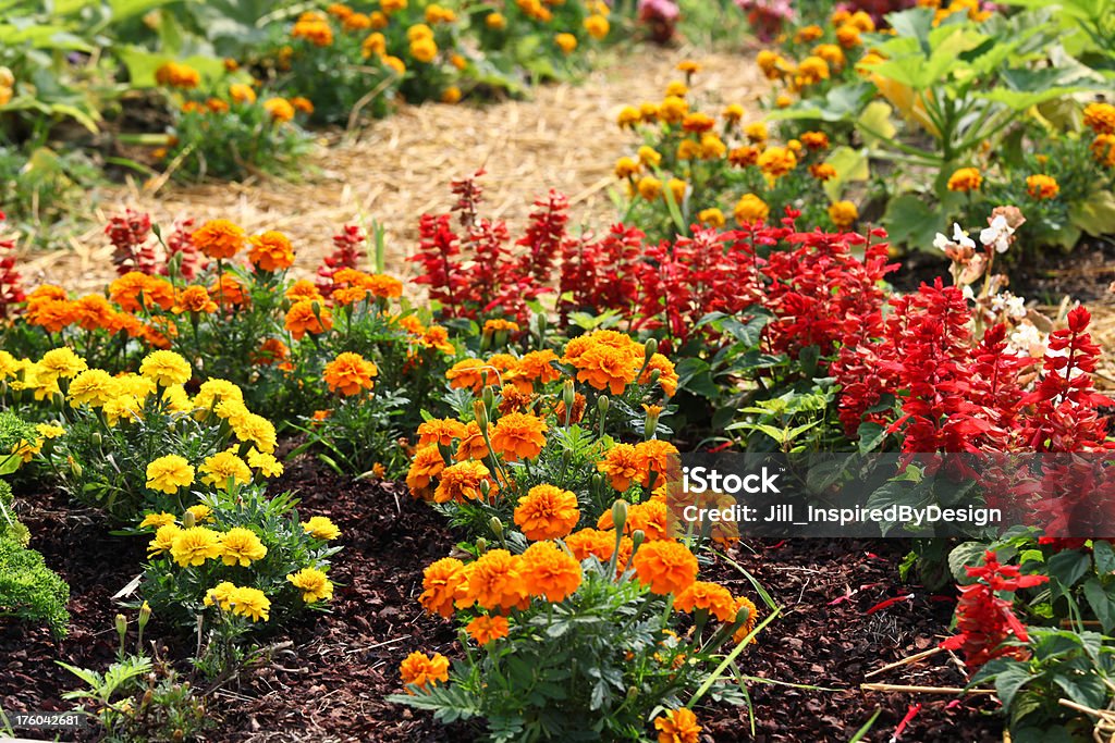 salvia marigolds française et de saveurs - Photo de Allée de jardin libre de droits