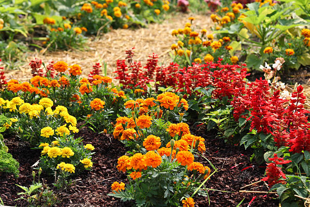 salvia marigolds française et de saveurs - garden path new hampshire annual new england photos et images de collection