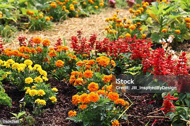 Photo libre de droit de Salvia Marigolds Française Et De Saveurs banque d'images et plus d'images libres de droit de Allée de jardin - Allée de jardin, Arbre en fleurs, Beauté de la nature