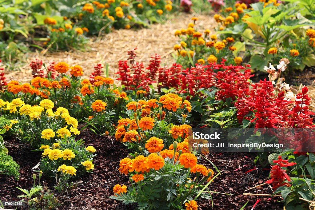 Francese marigolds e salvia flare - Foto stock royalty-free di Aiuola