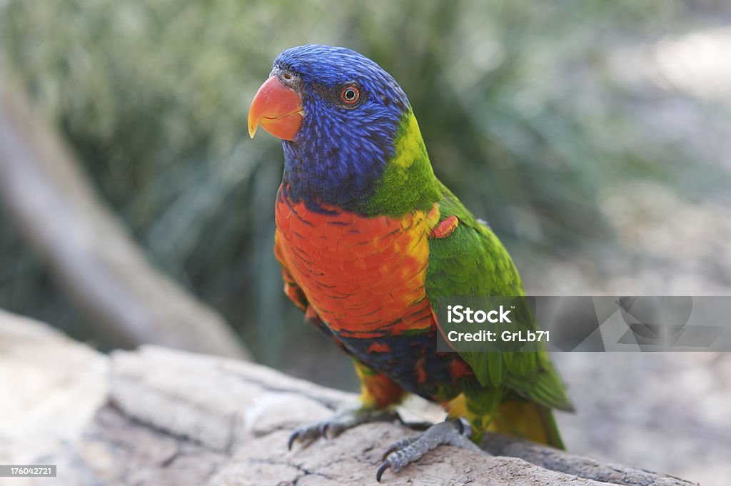 Parrot Horizontal image of standing olorful parrot Animal Stock Photo