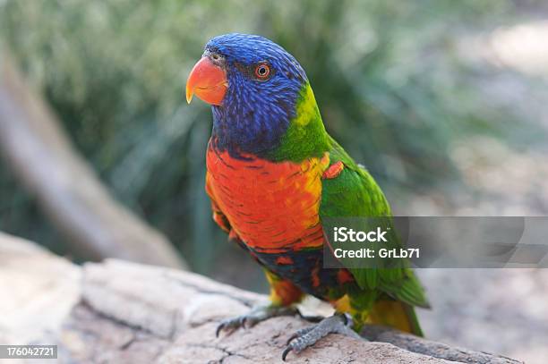 Parrot Stock Photo - Download Image Now - Animal, Animal Behavior, Animal Body Part