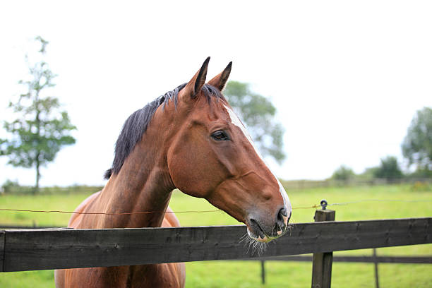 istock Happy horse in the paddock 176042807