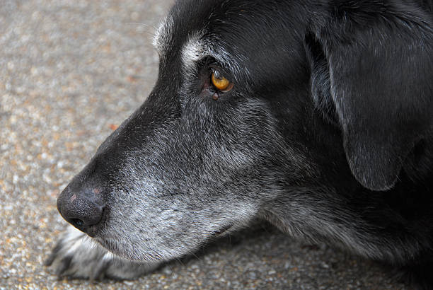 vecchio laboratorio nero - dog black labrador retriever animal nose foto e immagini stock