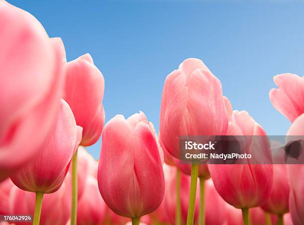 Photo libre de droit de Tulipes banque d'images et plus d'images libres de droit de Bleu - Bleu, Ciel, Tulipe