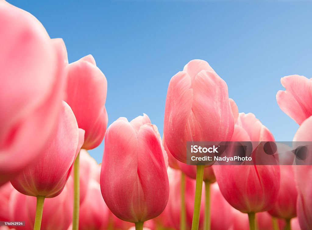 Tulipani - Foto stock royalty-free di Blu